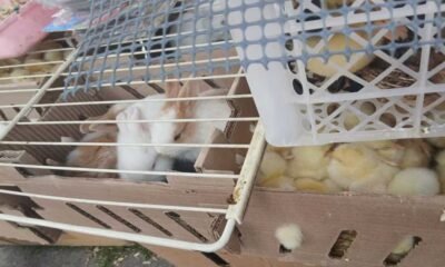 Rescatan a más de 400 animales vendidos ilegalmente en el centro de Bogotá: sancionaron a los responsables
