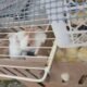 Rescatan a más de 400 animales vendidos ilegalmente en el centro de Bogotá: sancionaron a los responsables