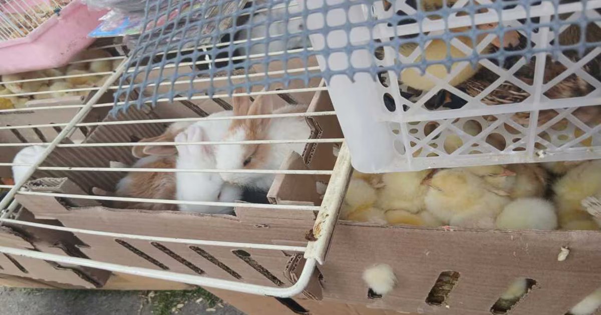 Rescatan a más de 400 animales vendidos ilegalmente en el centro de Bogotá: sancionaron a los responsables
