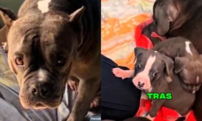 Rescatan a perritas embarazadas y sus cachorros víctimas de explotación en Bogotá