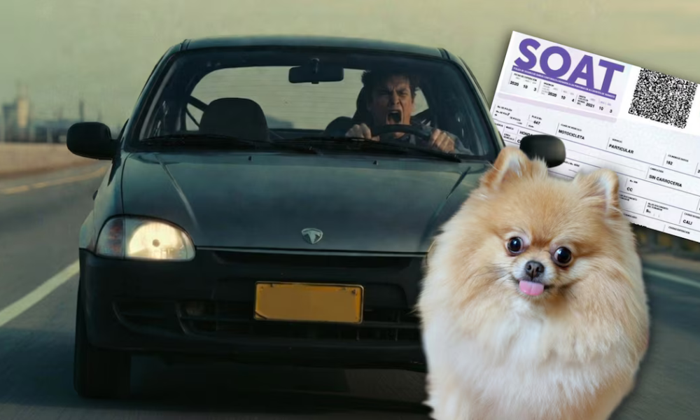 Si atropellan a su mascota el Soat pagará por los gastos médicos: Proyecto de ley busca que animales sean reconocidos como víctimas