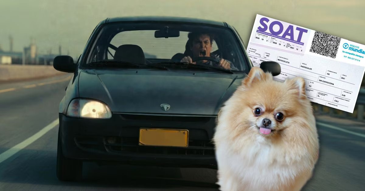 Si atropellan a su mascota el Soat pagará por los gastos médicos: Proyecto de ley busca que animales sean reconocidos como víctimas