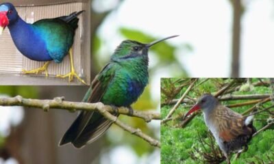 ¿En qué localidades de Bogotá se concentran más aves y por qué ocurre esta diferencia?