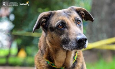 En vídeo | 'Quieto o le mato al perro': Policía le dispara a canino de sujeto que huyó de una requisa en Barbosa, el hecho provocó indignación