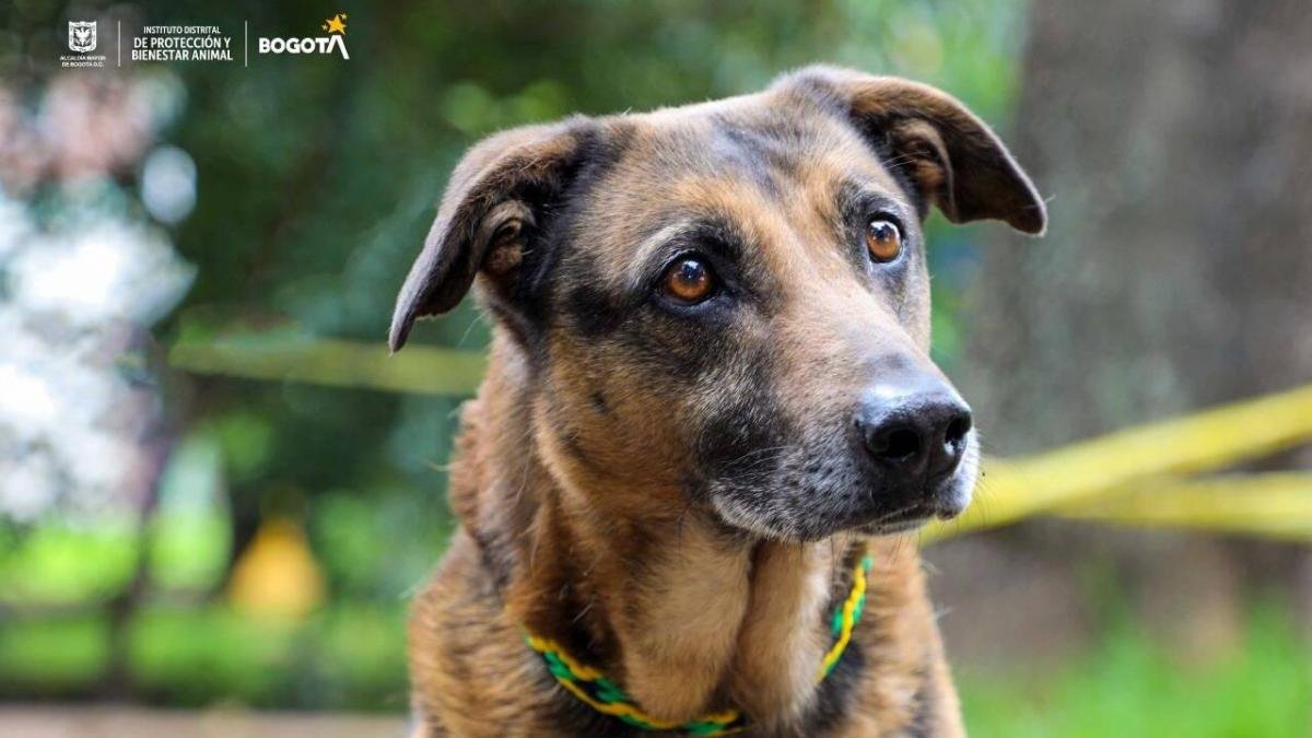 En vídeo | 'Quieto o le mato al perro': Policía le dispara a canino de sujeto que huyó de una requisa en Barbosa, el hecho provocó indignación