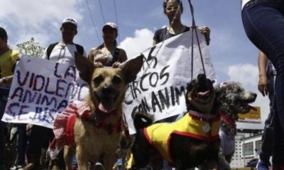 una perrita terminó muerta, tras ataque a golpes y con piedras