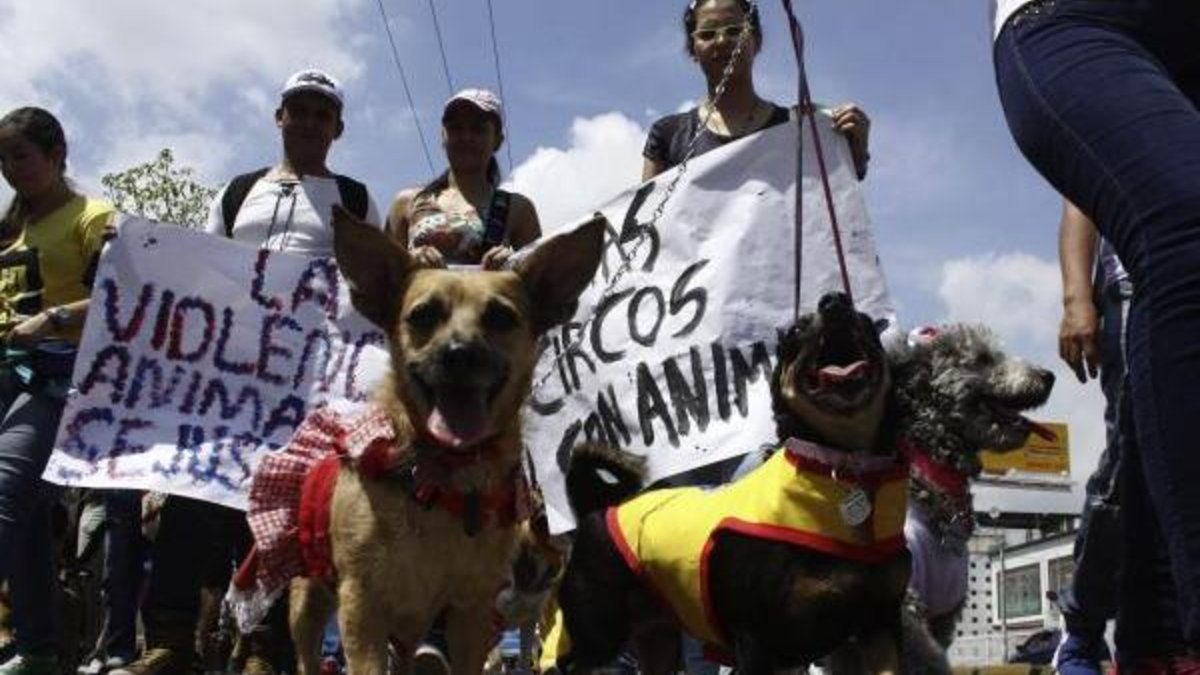 una perrita terminó muerta, tras ataque a golpes y con piedras