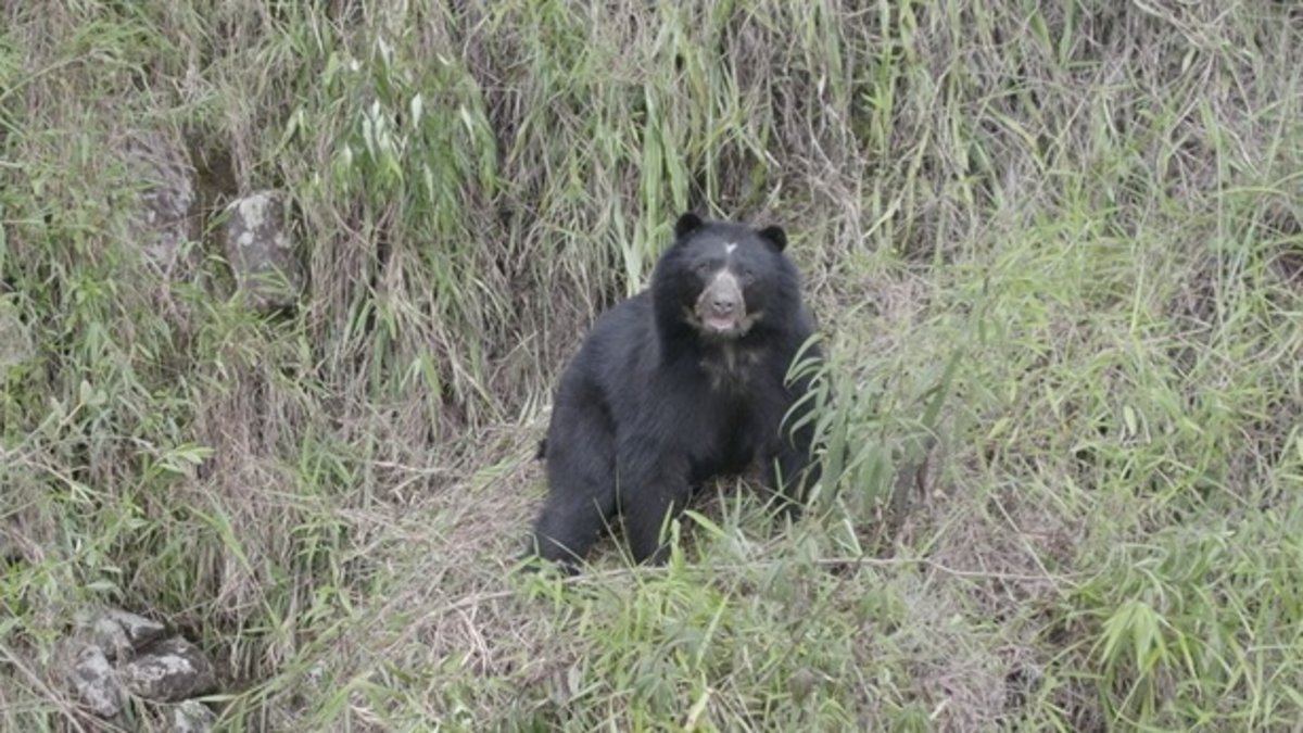 Disparan y amenazan a funcionarios de la CAR durante operativo por presencia de oso andino en Villapinzón, Cundinamarca