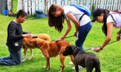 ¿Cómo prestar el servicio social cuidando perritos y gaticos en Bogotá? Estos son los detalles
