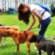 ¿Cómo prestar el servicio social cuidando perritos y gaticos en Bogotá? Estos son los detalles