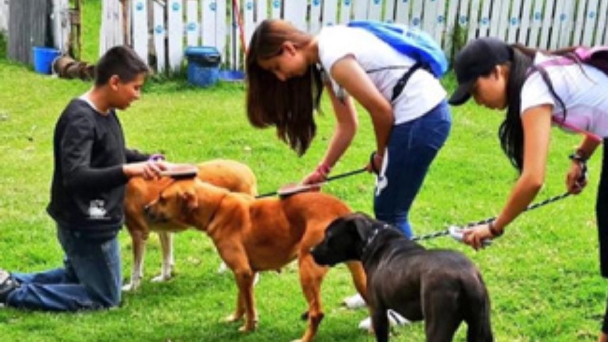 ¿Cómo prestar el servicio social cuidando perritos y gaticos en Bogotá? Estos son los detalles