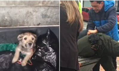 La historia de 'Milagros', la perrita que fue abandonada en un contenedor de basura en Tunja y rescatada por la comunidad: joven decidió adoptarla