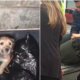 La historia de 'Milagros', la perrita que fue abandonada en un contenedor de basura en Tunja y rescatada por la comunidad: joven decidió adoptarla