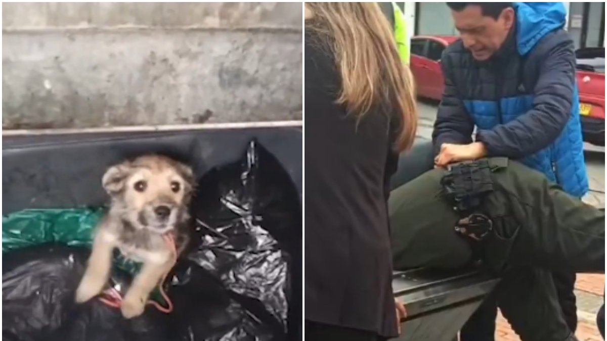 La historia de 'Milagros', la perrita que fue abandonada en un contenedor de basura en Tunja y rescatada por la comunidad: joven decidió adoptarla