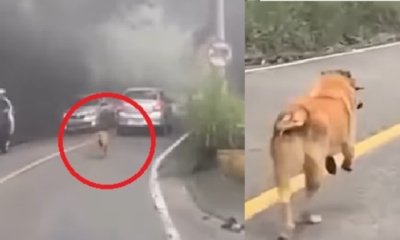 perrito corre varios kilómetros detrás de carro en el que estaría su dueño en Los Santos, denuncian abandono y buscan a sus cuidadores