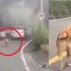 perrito corre varios kilómetros detrás de carro en el que estaría su dueño en Los Santos, denuncian abandono y buscan a sus cuidadores