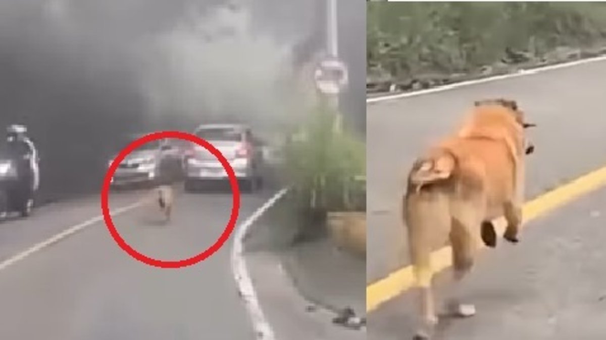 perrito corre varios kilómetros detrás de carro en el que estaría su dueño en Los Santos, denuncian abandono y buscan a sus cuidadores