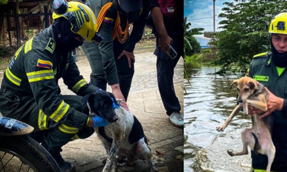 'Ellos no pueden gritar auxilio'