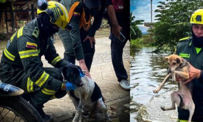 'Ellos no pueden gritar auxilio'