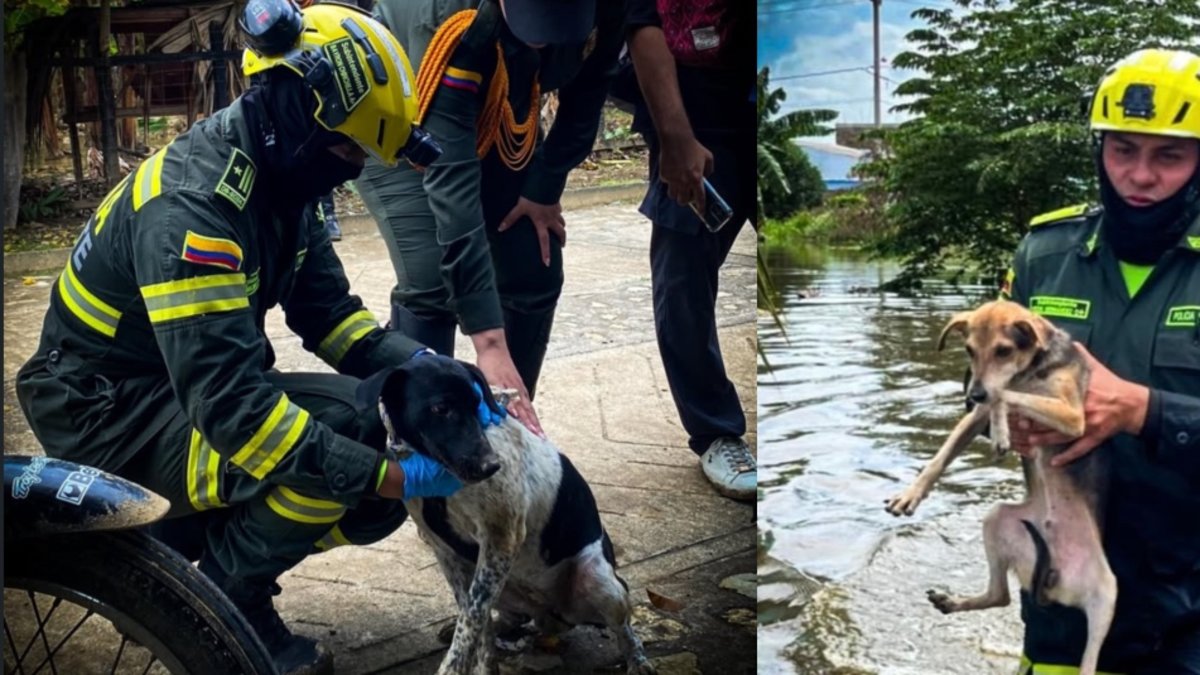 'Ellos no pueden gritar auxilio'
