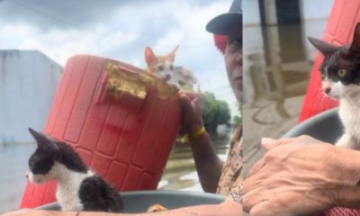 'Tengo otras gallinas y pollos arriba del techo'