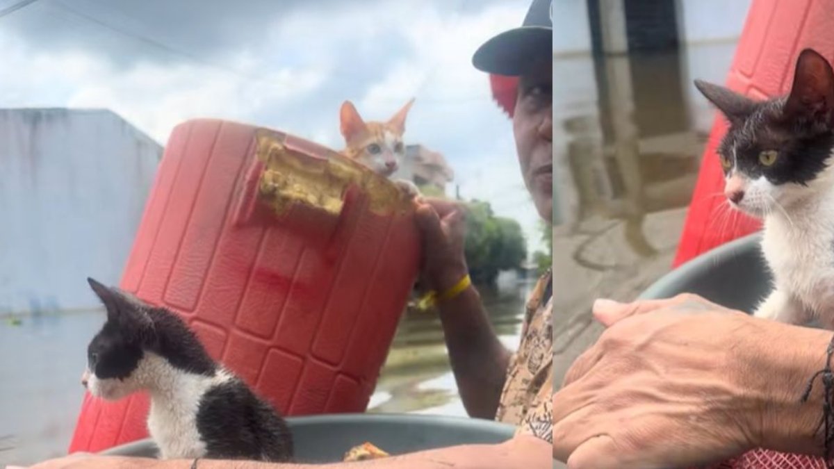 'Tengo otras gallinas y pollos arriba del techo'