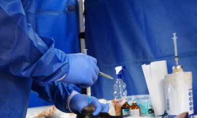 Alcaldía de Bogotá habilita 900 nuevos cupos gratuitos de esterilización para perros y gatos