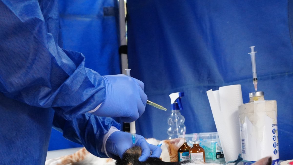 Alcaldía de Bogotá habilita 900 nuevos cupos gratuitos de esterilización para perros y gatos