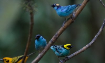 Cali disfrutó Colombia BirdFair 2026, vitrina internacional del turismo de naturaleza con delegaciones de EE.UU. UU., Nicaragua, entre otros países