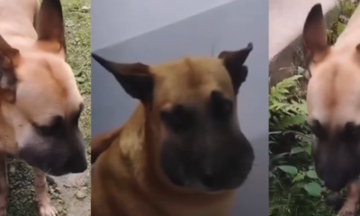 Perrito mordido por serpiente en Ibagué logró recibir atención veterinaria tras urgente ciudadano llamado en redes sociales