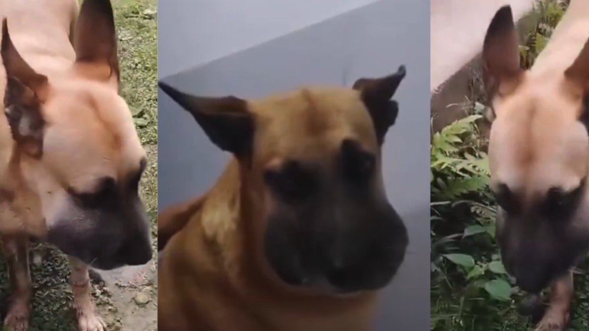 Perrito mordido por serpiente en Ibagué logró recibir atención veterinaria tras urgente ciudadano llamado en redes sociales