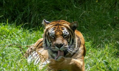 falleció a los 20 años en la Reserva Wakatá tras superar la expectativa de vida de su especie.