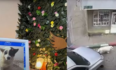 Habló dueño de Kira, la perrita atropellada por camioneta adjudicada al Ministerio de Educación, la entidad se pronunció al respecto