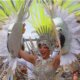 ¡Un lunes de fantasía! En imágenes, el desfile de la Gran Parada de Comparsas del Carnaval de Barranquilla 2026 sobre el Cumbiódromo de la Vía 40