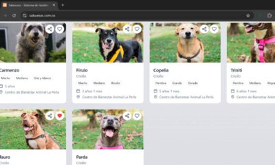 en Medellín, la inteligencia detrás de SabueSOS no va por 'engagement', busca hogares para quienes no tienen voz