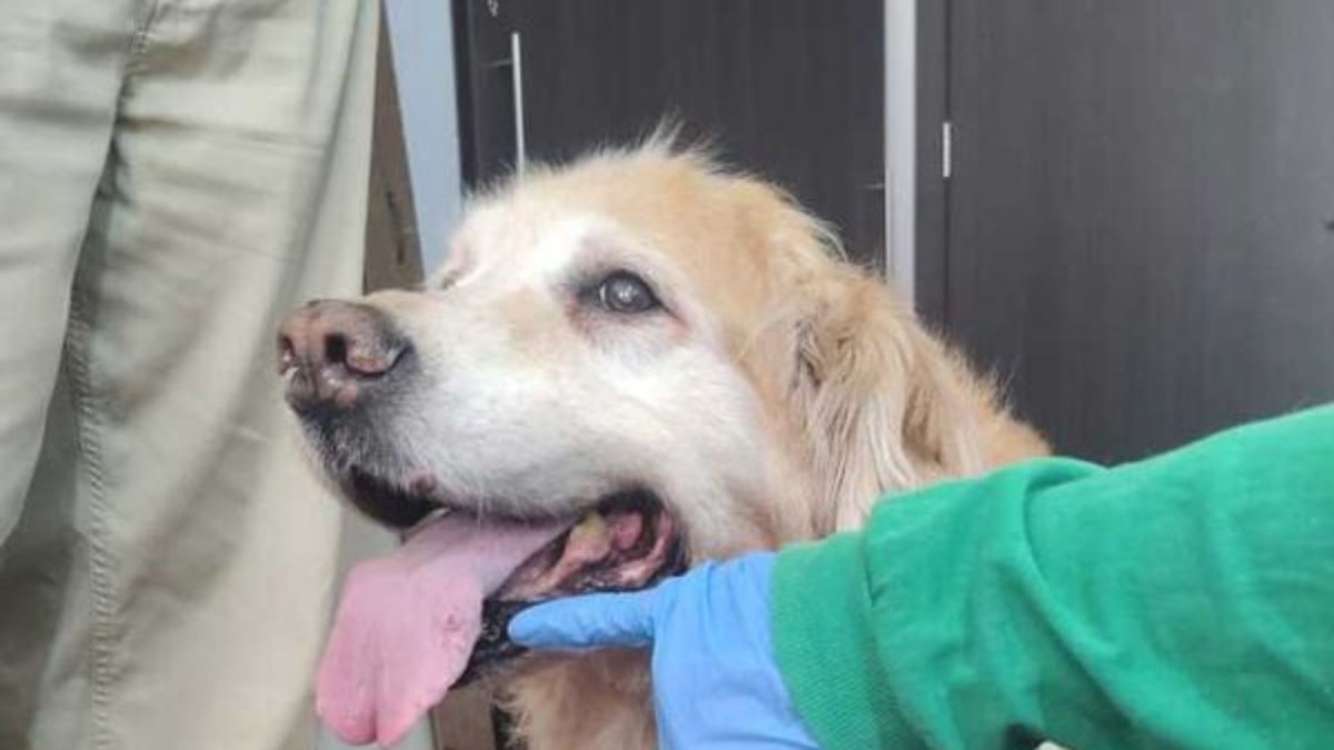 Fiscalía imputa cargos por maltrato animal en los casos de las perritas Samantha y Mila