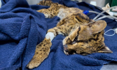 presentaba desnutrición severa, anemia y fracturas dentales