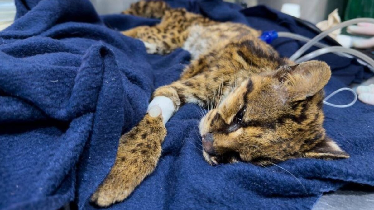 presentaba desnutrición severa, anemia y fracturas dentales