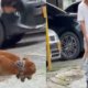 video revela brutal maltrato animal en Buga, hombre agarra a perro de sus patas y se las retuerce, también aparece encadenado