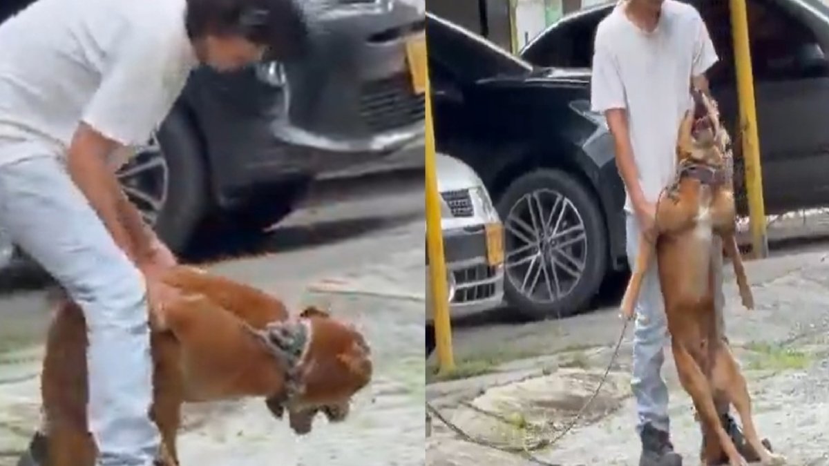 video revela brutal maltrato animal en Buga, hombre agarra a perro de sus patas y se las retuerce, también aparece encadenado