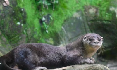 Una nutria rescatada en Cali no volverá a la vida silvestre por secuelas irreversibles de la tenencia ilegal.