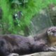 Una nutria rescatada en Cali no volverá a la vida silvestre por secuelas irreversibles de la tenencia ilegal.