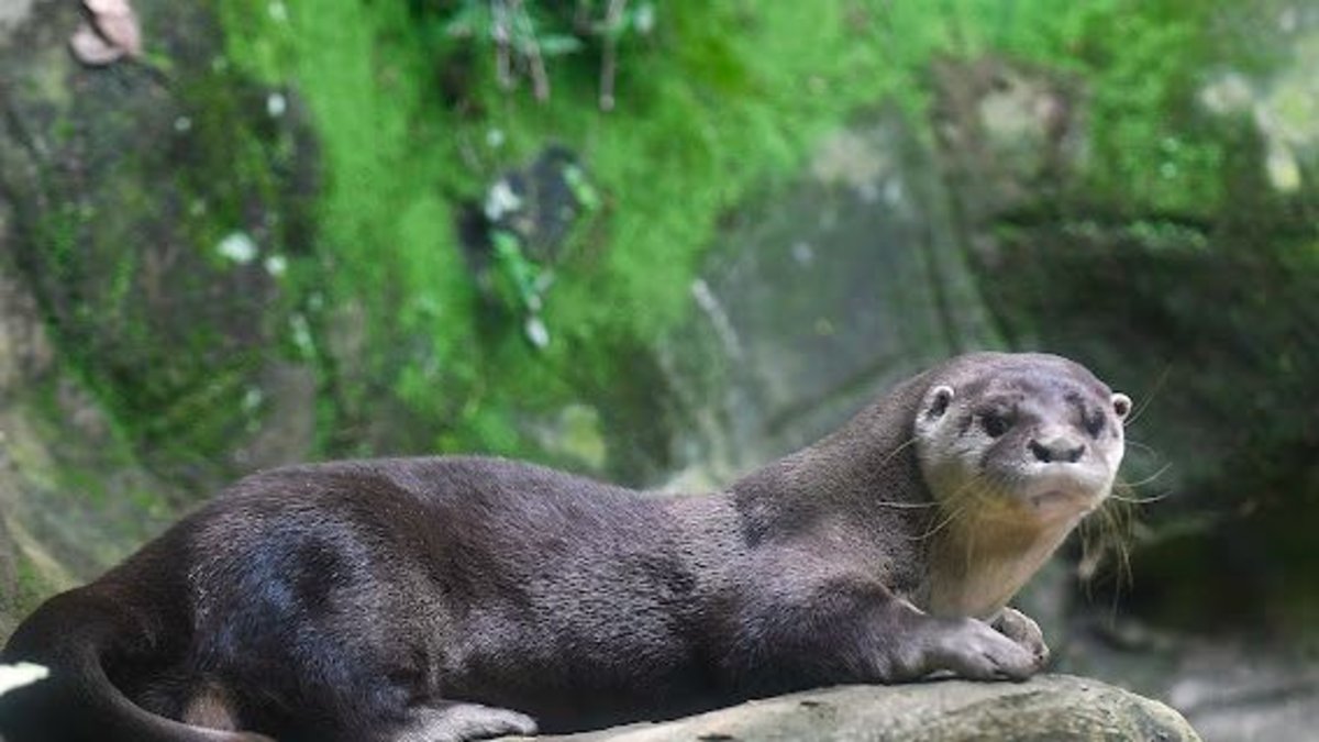 Una nutria rescatada en Cali no volverá a la vida silvestre por secuelas irreversibles de la tenencia ilegal.