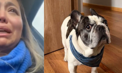 'Divulguemos y ayudemos a su dueña a encontrar'