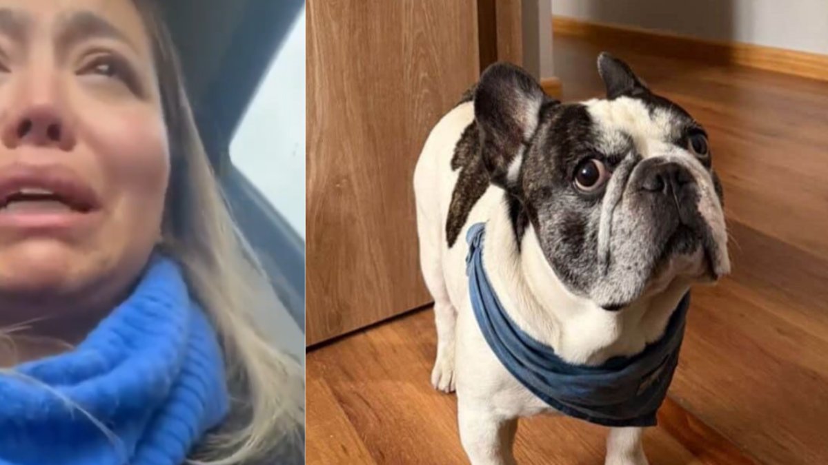 'Divulguemos y ayudemos a su dueña a encontrar'