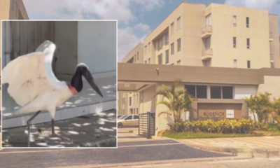 Asombro en Barranquilla por el inusual avistamiento de una cigüeña jabirú en Alameda del Río y Villas de San Pablo: estas son las razones de su visita