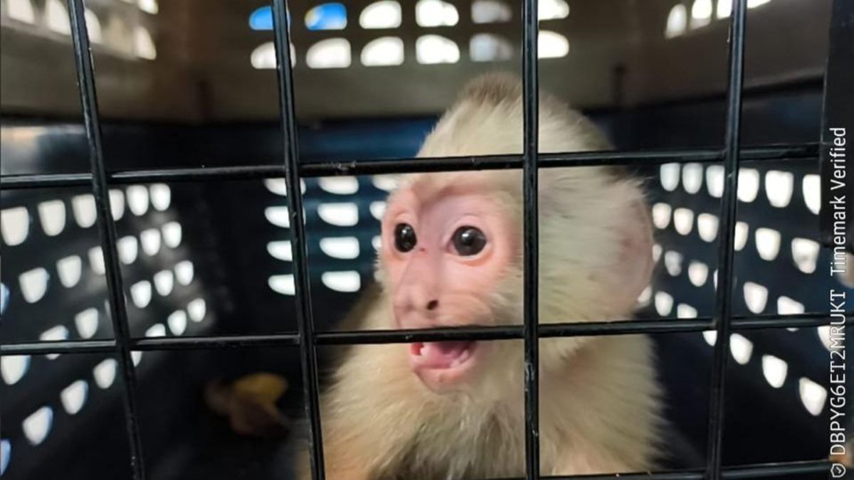 Un mono capuchino y seis aves fueron rescatadas en Bogotá: eran tenidos como mascotas