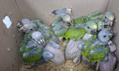 27 polluelos de guacamayas azules y loros frentiamarillos fueron rescatados en la Ruta del Sol: CAR asume su protección