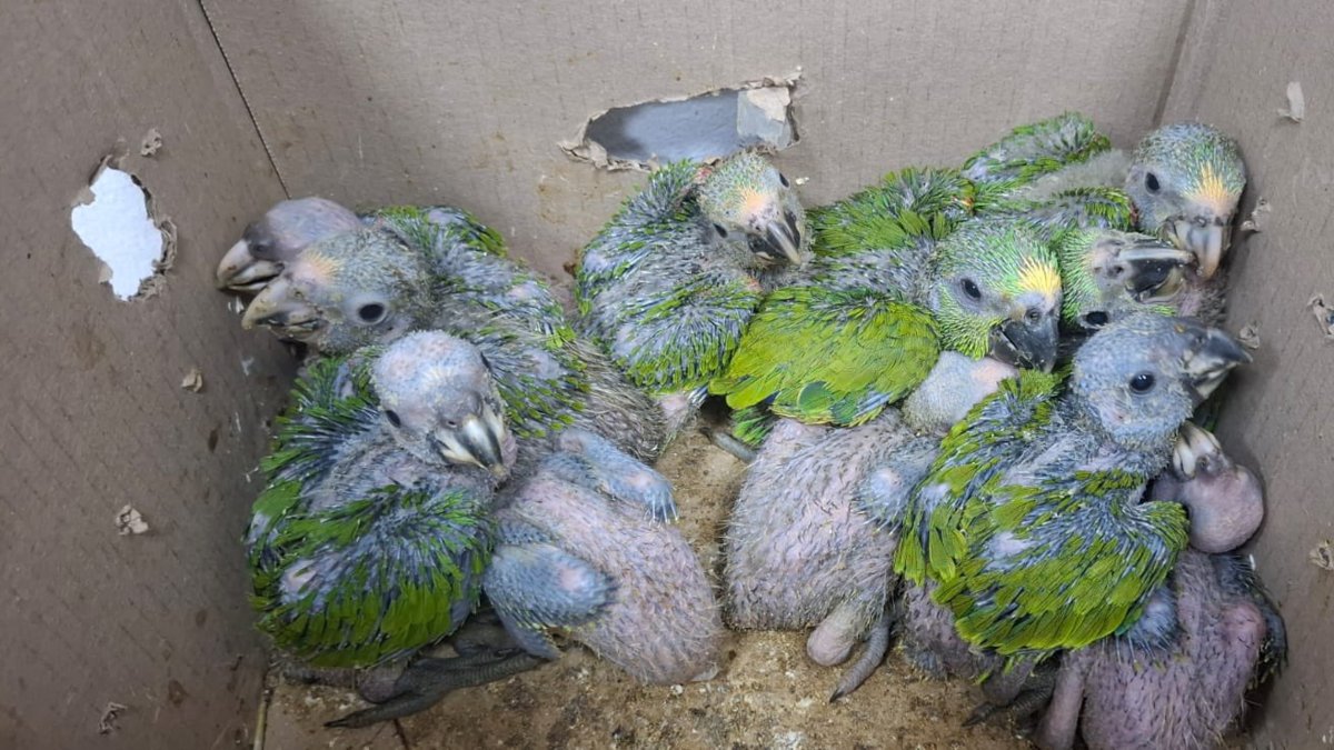 27 polluelos de guacamayas azules y loros frentiamarillos fueron rescatados en la Ruta del Sol: CAR asume su protección