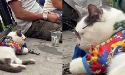 Indignación en Medellín por gato aparentemente sedado que usarían para pedir propinas de turistas en la Comuna 13: 'Completamente inmóvil'